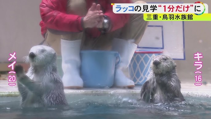 【どうぶつ】国内飼育ピークの122頭から今は鳥羽の2頭だけに…『水族館のラッコ』減少の理由  [