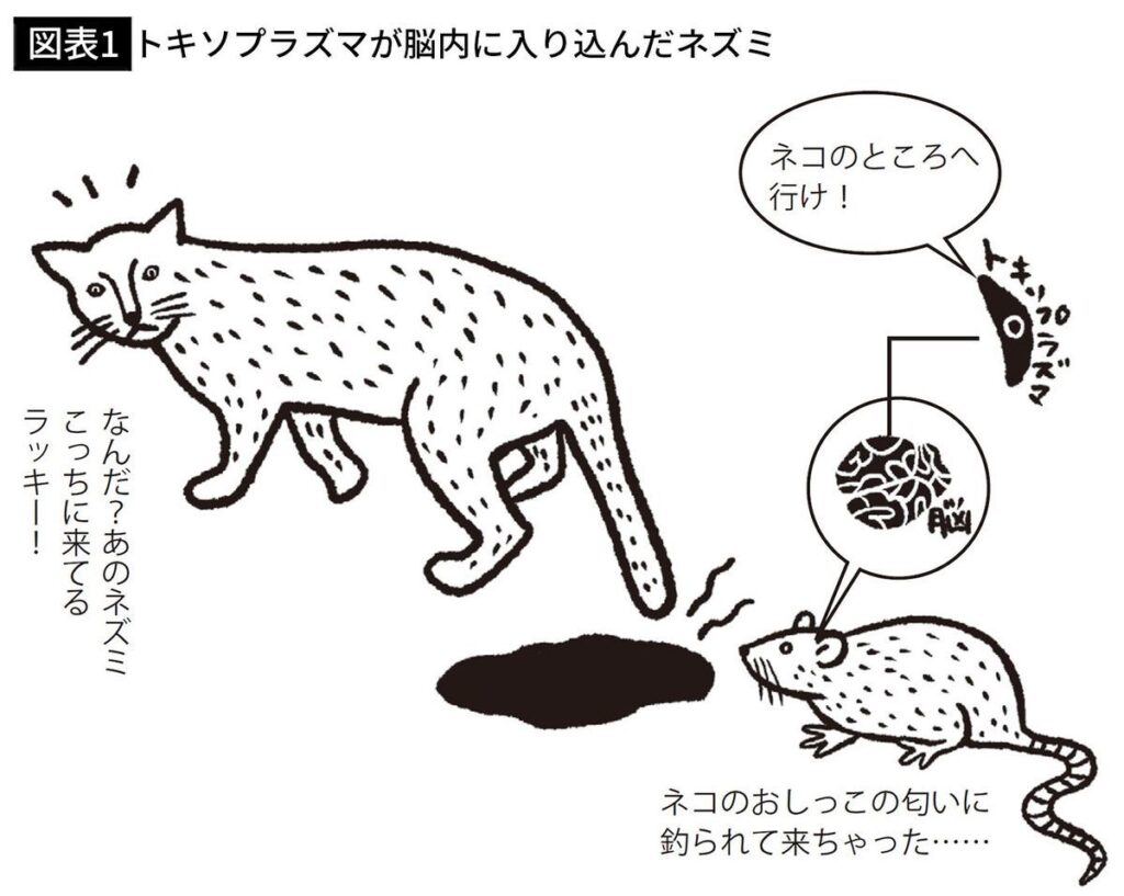 【生物】脳に"寄生虫"が棲むヒトが｢3人に1人｣いる…感染者は起業家になる割合が高いと言われる意外すぎる背景