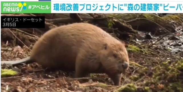 【生物多様性】環境改善プロジェクトに“ビーバー”　野生に戻す計画検討も農家らが懸念　イギリス　(動画あり)