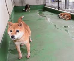 【ペット🐕😸】鹿児島市「犬猫の殺処分設備(焼却炉)撤去」を検討　“ゼロ継続”目指す
