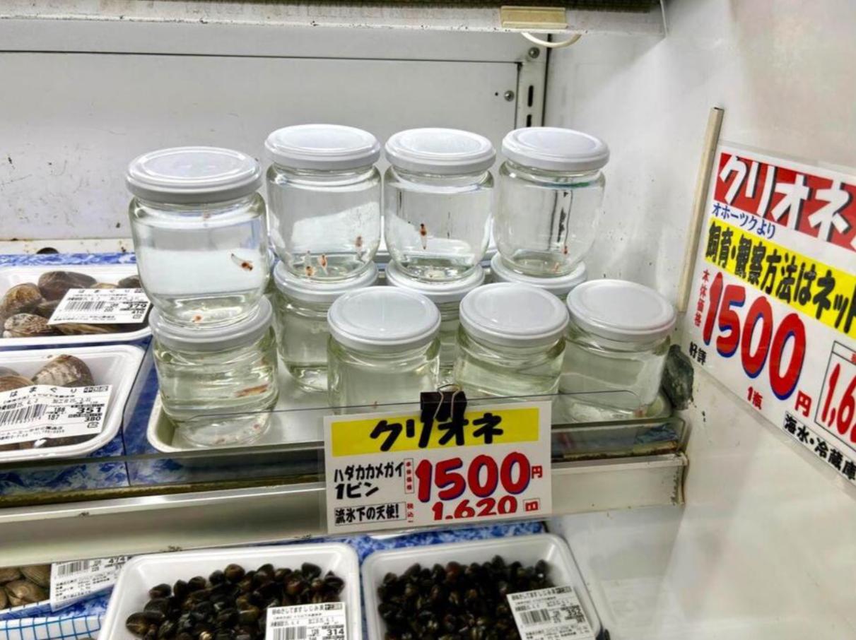 青森・スーパー鮮魚売り場で「クリオネ」販売　貝コーナーに並ぶ