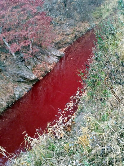 【群馬】前橋市で豚熱で殺処分した豚の体液が河川に流出か　川の水が赤く染まった様子を漁業関係者が見つけ発覚　県担当者「有害物質は確認されず」