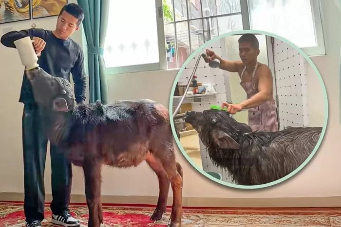 【「アパートで水牛を飼っています】 都市で水牛を飼う、元格闘家の奇妙な日常に800万人が注目！