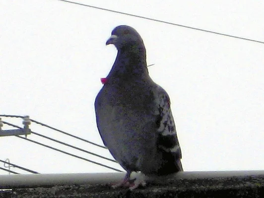 【旭川】矢が刺さったハト、旭川市で相次ぎ目撃…何者かが放った可能性
