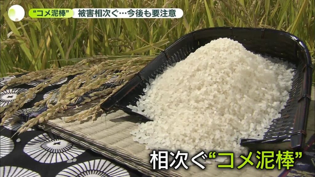 “コメ泥棒”全国で相次ぐ…茨城で被害集中、今後も要注意