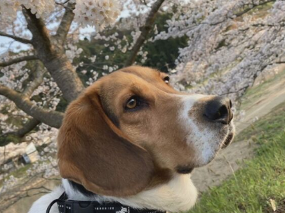 【島根・雲南市】別々の飼い主の飼い犬4匹が次々「突然死」　共通点は同じ時期、同じ場所を散歩した犬たち…ナゼ?　散歩から帰って突然…嘔吐や下痢、口や肛門からの出血　保健所も死因究明急ぐ