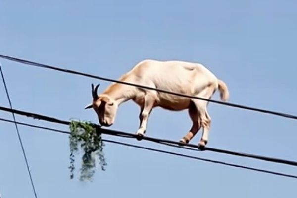 ブラジルで電線の上を歩くヤギが目撃される【動画】