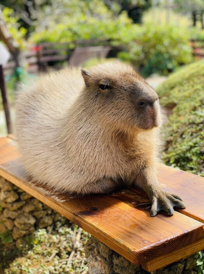 カピバラ脱走？行方不明　東南植物楽園「見たら触らず連絡を」