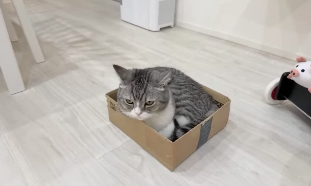 猫YouTube「もちまる日記」、猫の尿管結石の除去手術を報告「うれしいお知らせ…獣医師の先生も驚く結果」