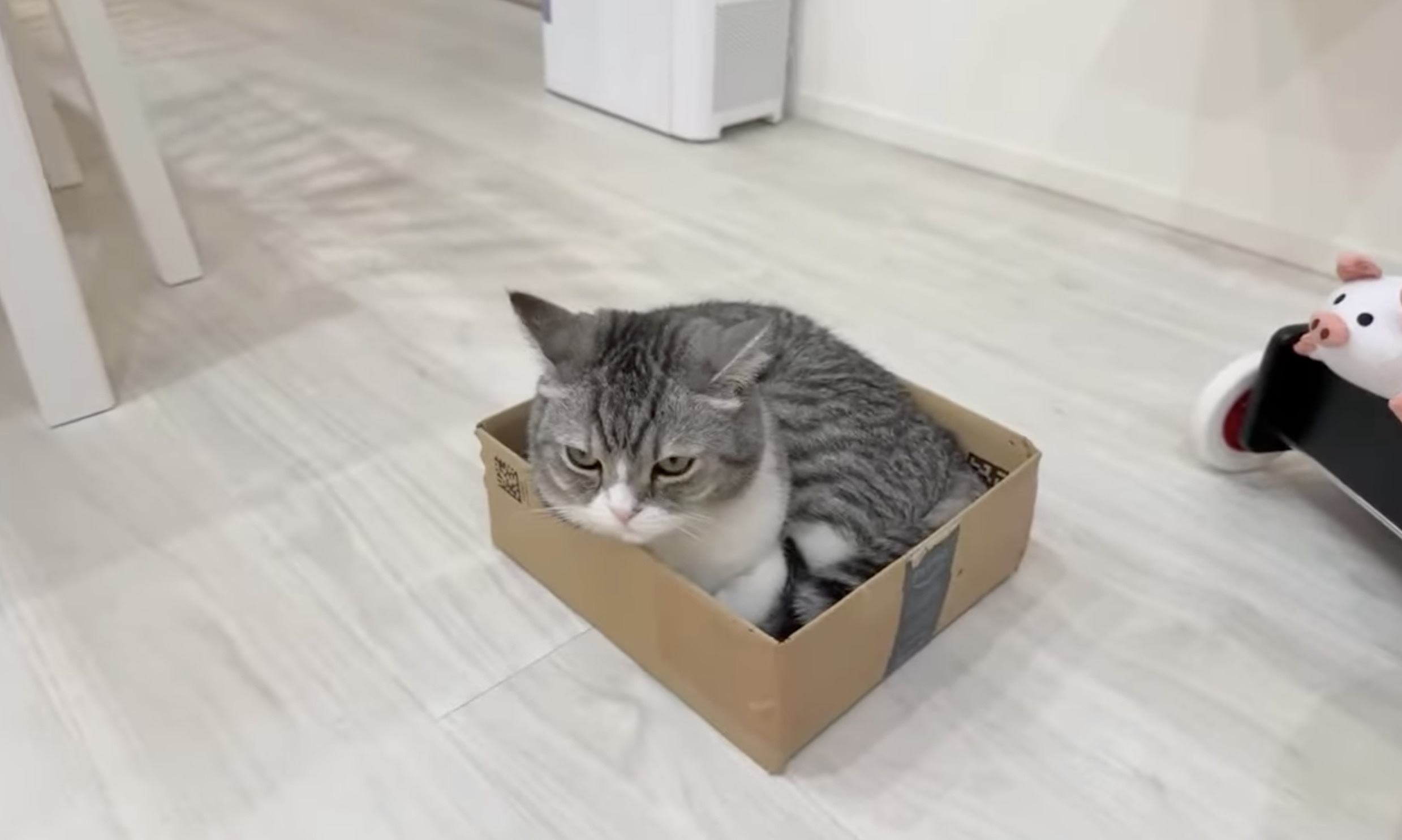 猫YouTube「もちまる日記」、猫の尿管結石の除去手術を報告「うれしいお知らせ…獣医師の先生も驚く結果」