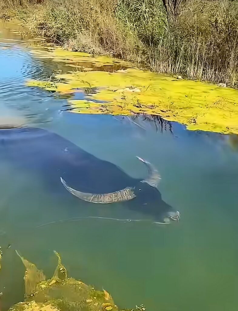 【朗報】水牛、想像以上にガッツリ泳いでいた