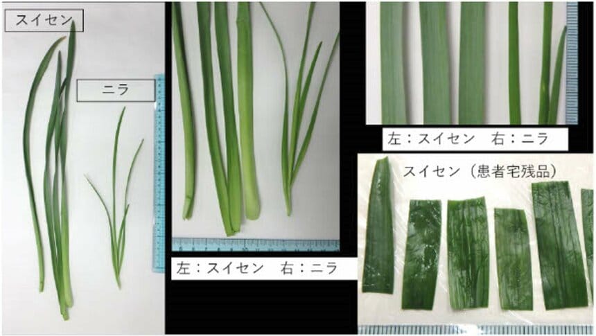 【富山】「スイセン」食べて食中毒…30代から80代までの男女5人「ニラ」と間違え調理　臭いと葉の違いに注意！