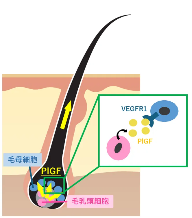 【期待】ロート製薬、毛髪の成長促す可能性ある植物エキス発見