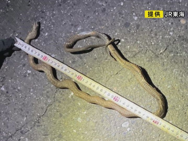 【“蛇年のGW”にヘビが新幹線止める】架線に引っかかって停電発生し約6万7千人に影響 専門家「止めるの難しい」
