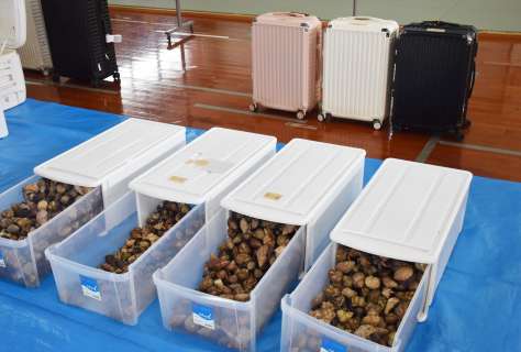 オカヤドカリ大量所持 中国籍３人に罰金の略式命令 名瀬簡裁