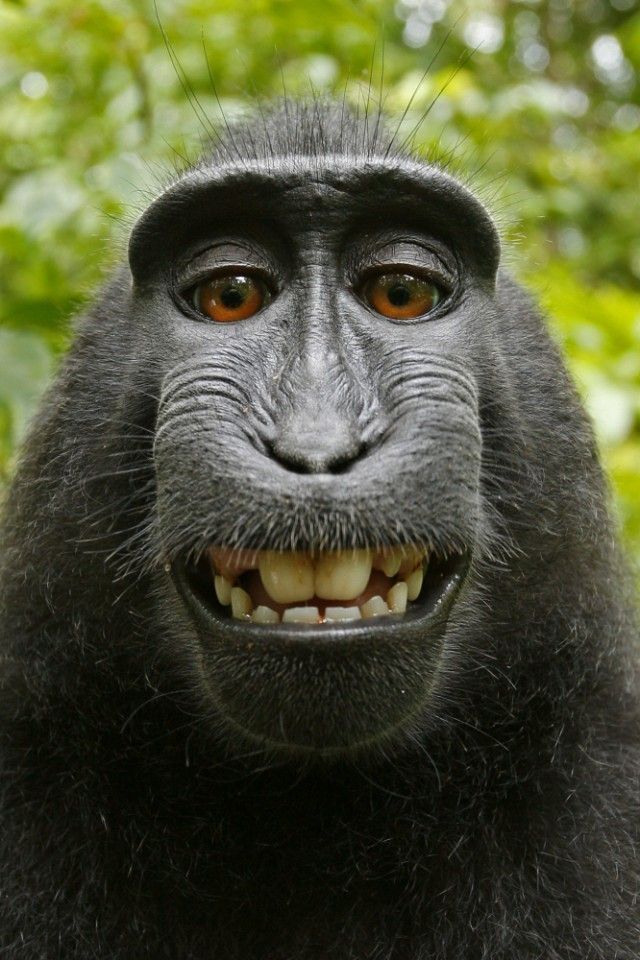 再）【研究】野生のアカゲサルは、オス同士のマウンティング時に肛門への挿入と射精を行っていた…同性愛は人類が先祖から引き継いだ「競争に勝ち生き残る」ための重要な仕組み