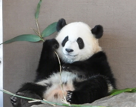 【🐼】「実は中国との友好都市提携を断わったばかりで……」　和歌山「パンダ4頭返還」　地元・白浜町長が語る“一斉帰国”の深層