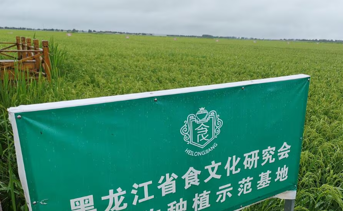 中国父さん「コメいっぱいある（生産量3億4500万トンで世界一※日本は683万トン）からやろうか？」