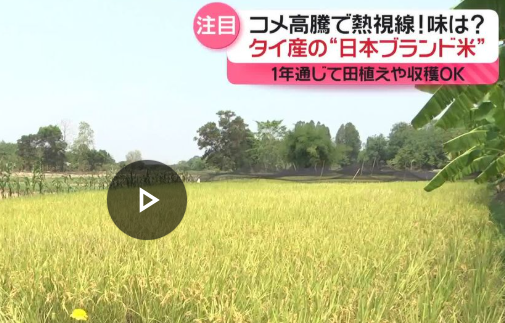 銘柄タイ米(コシヒカリとかあきたこまち)が良さげなんやがｗ三毛作とか余裕で5kg1000円くらいらしい。