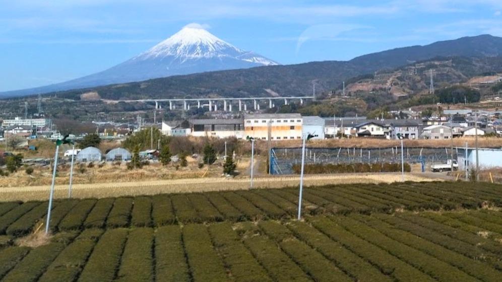 【🍵】大学生の6割が「食事の時は水」～日本茶離れが深刻化～