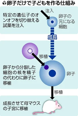 【過去記事】メス同士で受精卵を作って　その受精卵をメスに移植　メスが産む事に成功😳
