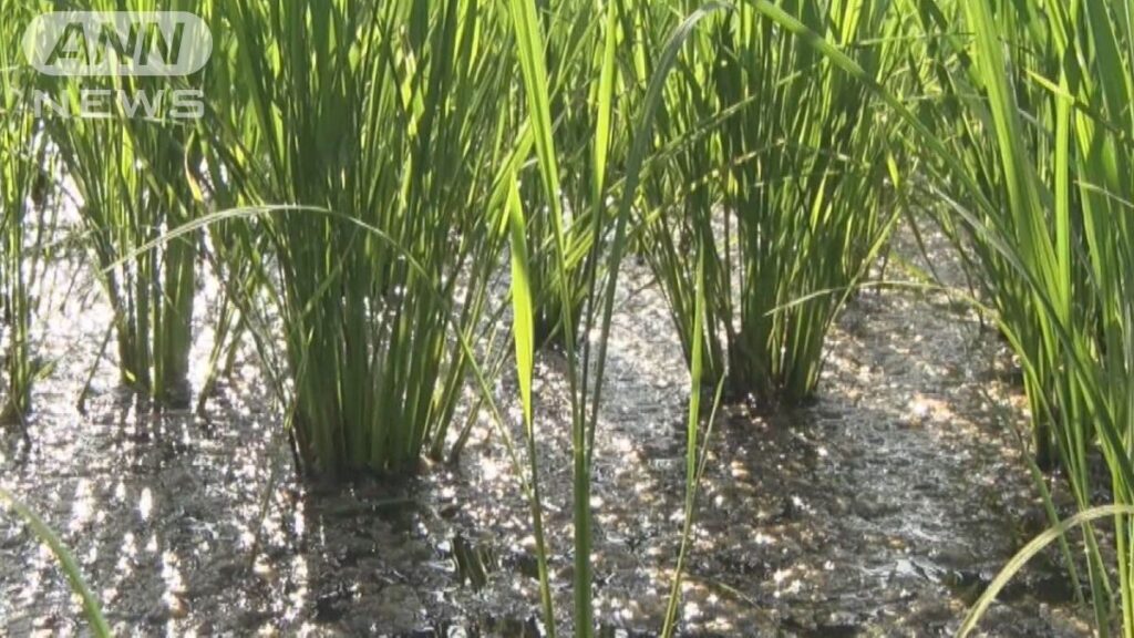 【連日猛暑が続く、田んぼの水温、なんと36.2℃】農家 「今年の新米は不作になるのではないか」