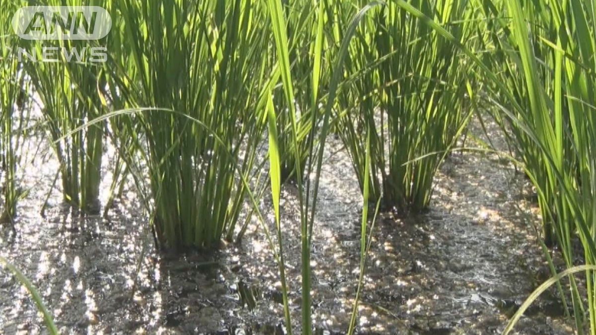【連日猛暑が続く、田んぼの水温、なんと36.2℃】農家 「今年の新米は不作になるのではないか」