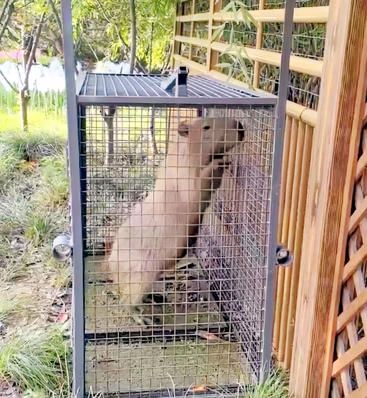 【中国】2カ月前に動物園から脱走したカピバラ、痩せるどころか太って戻ってくる　毛並みも滑らかに