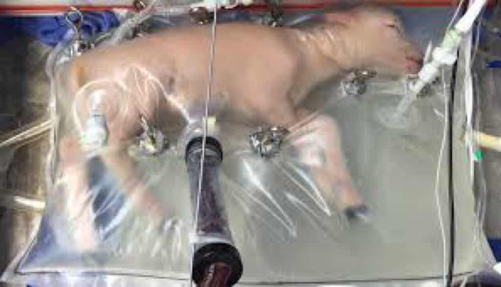 人工子宮で　ヤギを成長させる事に成功　人間無限生産できるよ😳