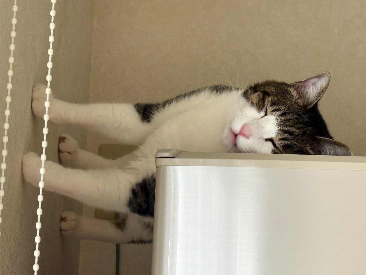 猫は横向きに立ったまま眠っている…？　首を傾げたくなる１枚に4.2万人困惑「重力が正しく機能してない」