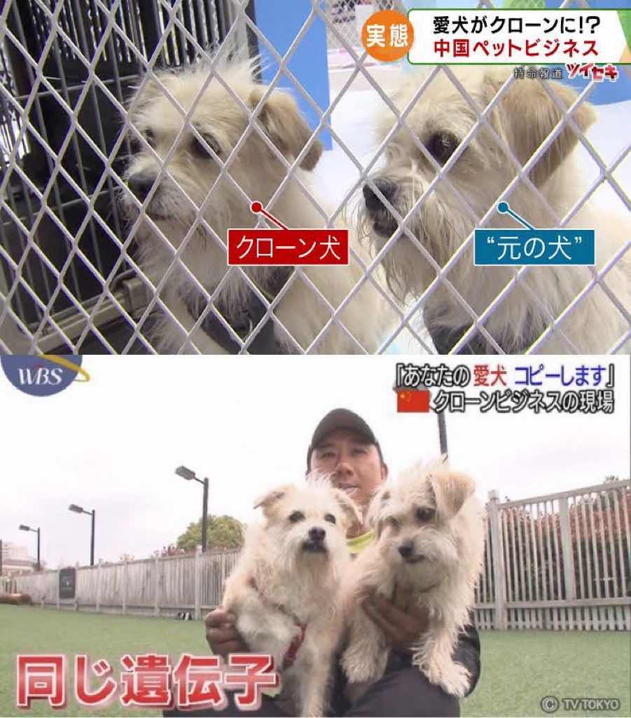 愛犬が死んでもクローンで復活　ペットクローンが人気　中国（画像あり）