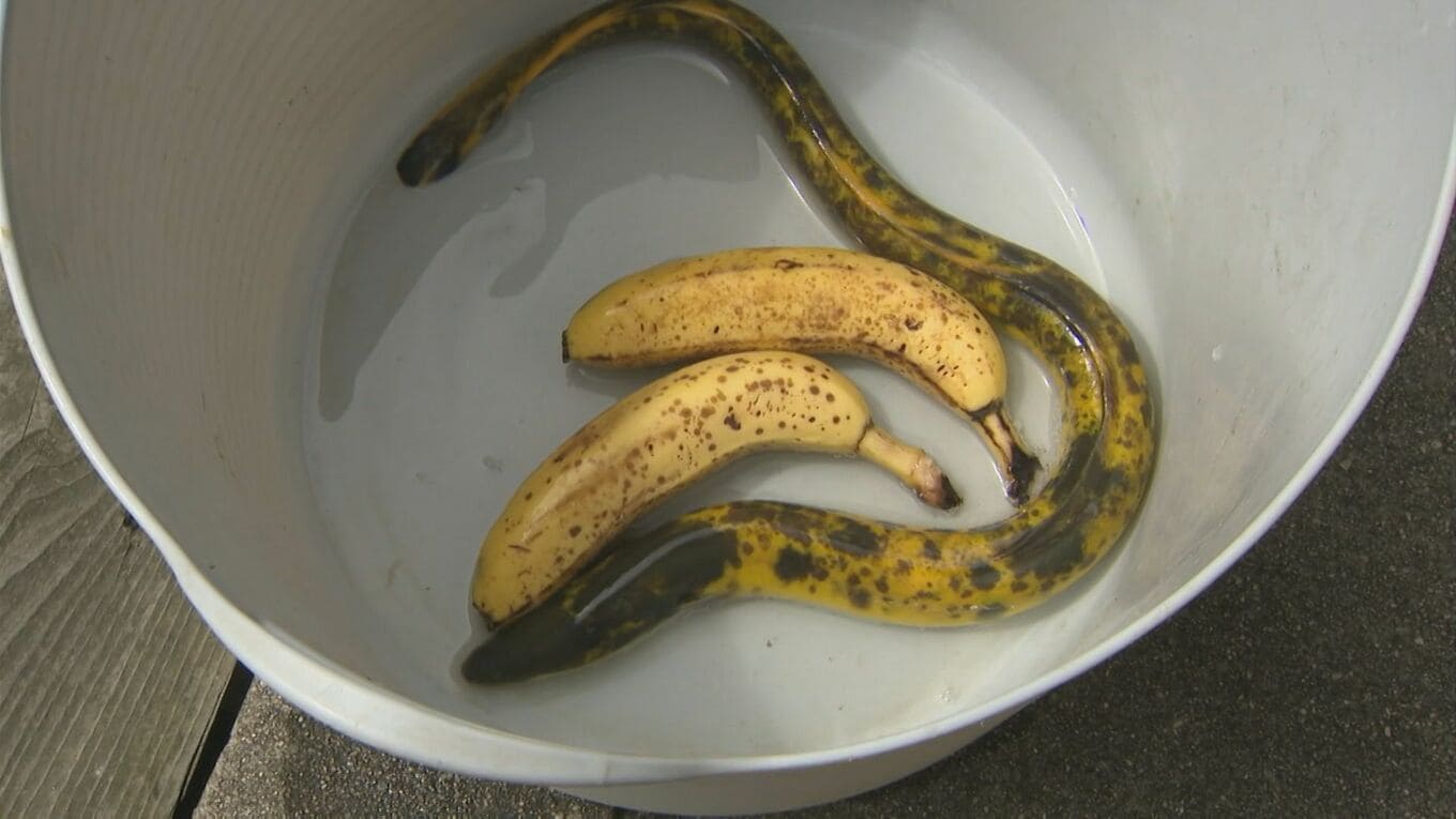 【島根県出雲市】見れば見るほどバナナにしか見えない…「バナナウナギ」が釣れた!　そんなバナナ…釣った本人も驚き