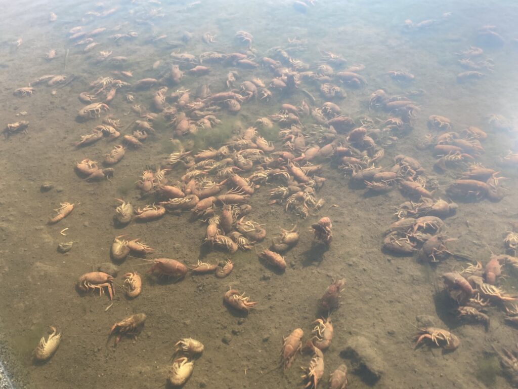【温暖化】田んぼの水がお風呂のようなアチアチ温度になりザリガニが大量に茹で上がる