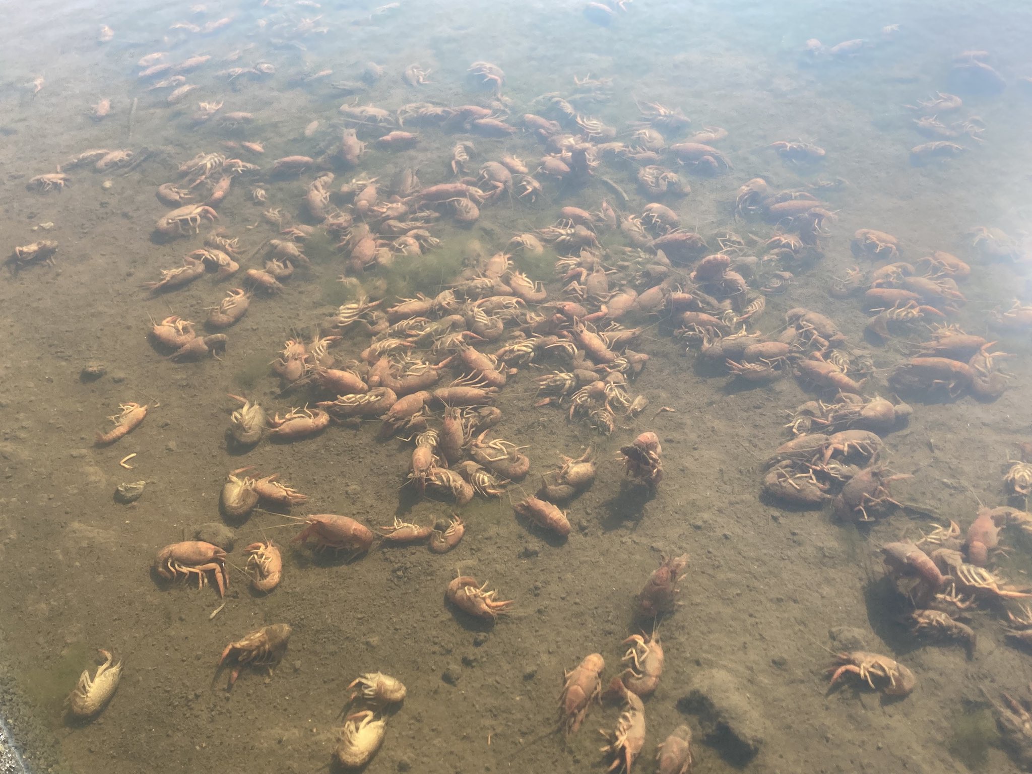 【温暖化】田んぼの水がお風呂のようなアチアチ温度になりザリガニが大量に茹で上がる