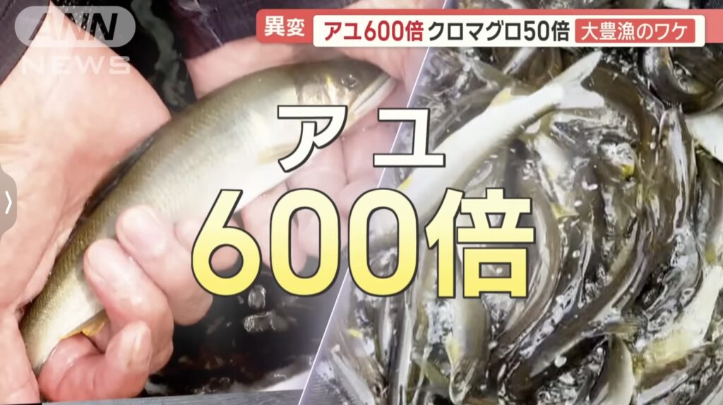【朗報】アユ600倍、マグロ50倍の大豊漁！！関係者「豊漁すぎて困るレベル」