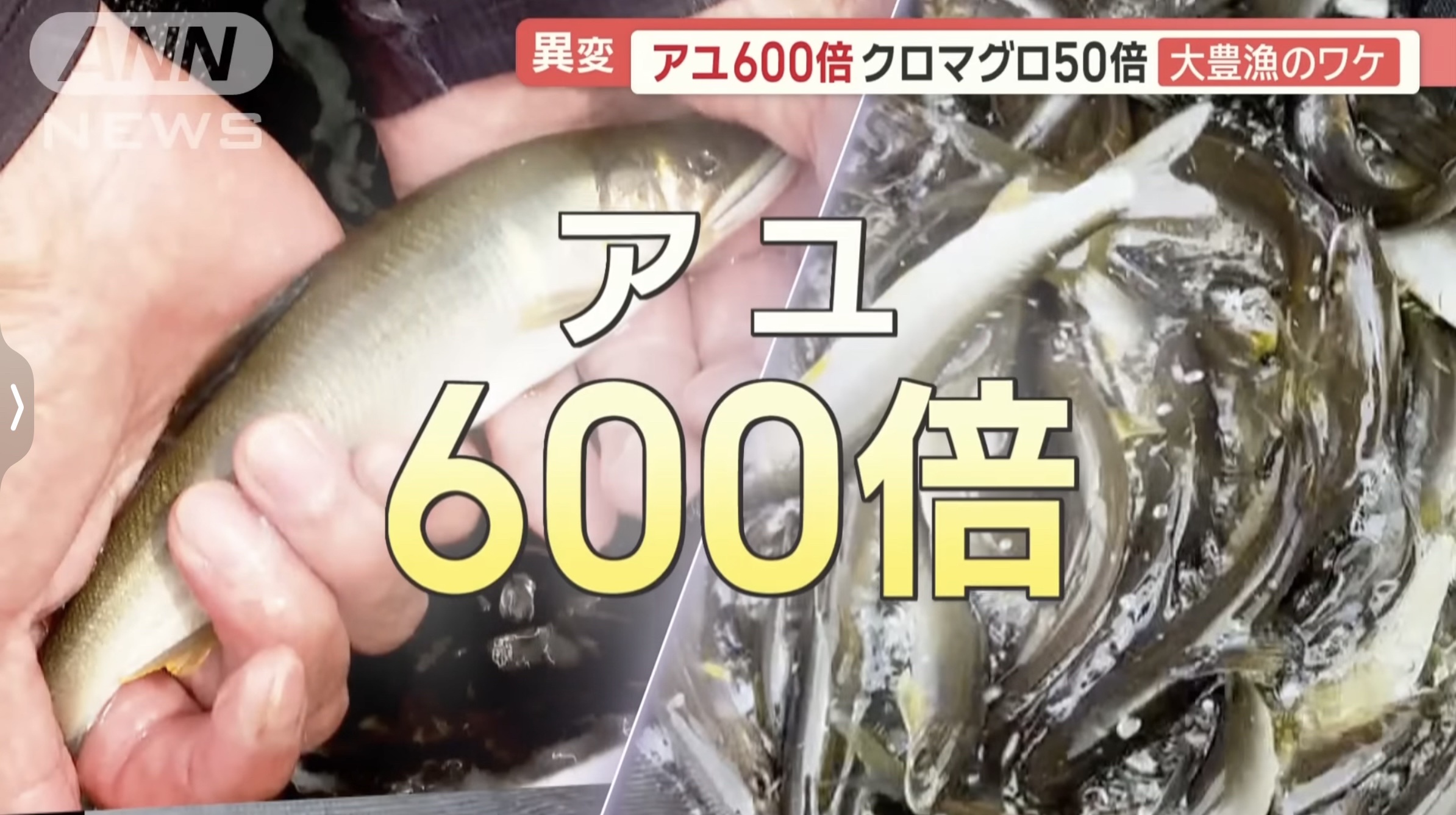 【朗報】アユ600倍、マグロ50倍の大豊漁！！関係者「豊漁すぎて困るレベル」