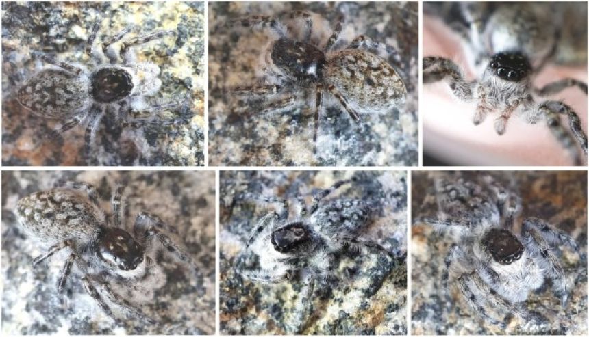 ハエトリグモ好きに朗報、ニュージーランドで新種12種を発見
