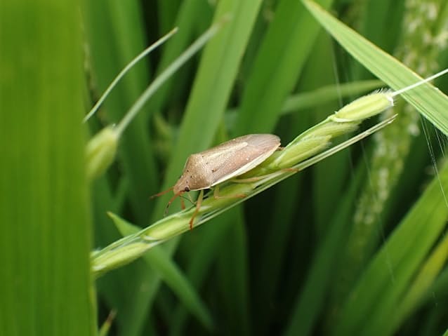 【コメ作りに大きな被害をもたらす害虫・イネカメムシが急増】埼玉県では2025年に確認された越冬個体数が前年に比べて43倍に