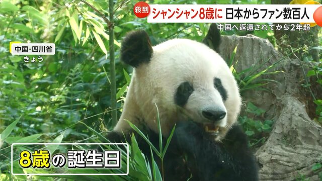 【中国返還から2年】パンダ「シャンシャン」8歳の誕生日に日本からファン数百人