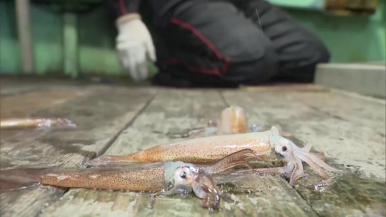 【北海道】イカのマチ函館に激震―史上初の初競り中止！「漁獲ゼロもう廃業だね…本当に」漁師困惑「イカがいな・・い」漁獲量ほぼゼロで水揚げ断念