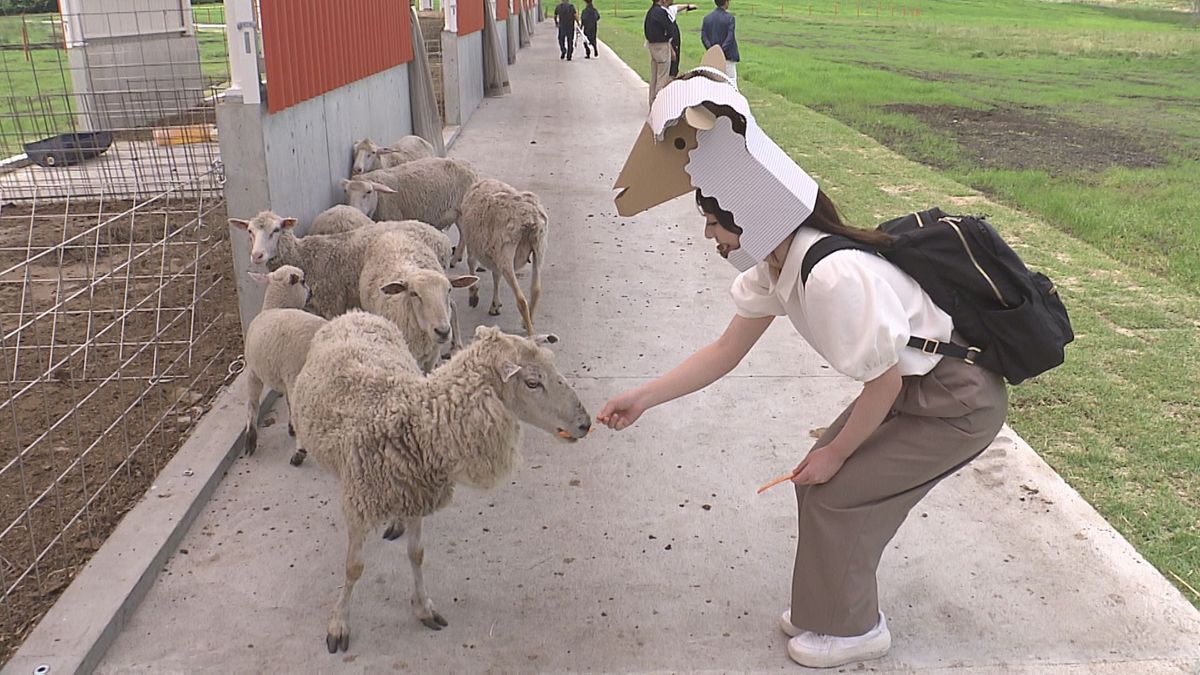 【大分県九重町】雄大な自然の中で「ヒツジになりきって」自然体験施設7月オープン