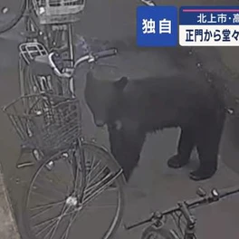 【岩手】正門から堂々と…クマが高校敷地に侵入