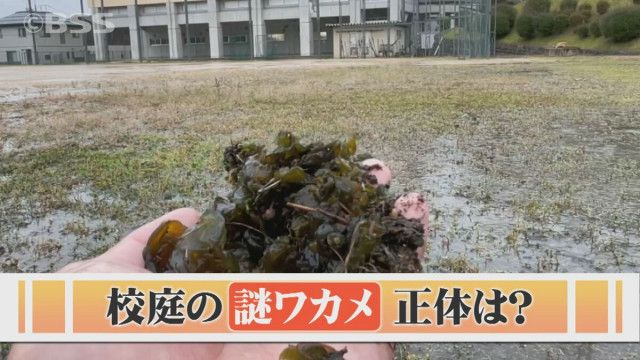 【生活】校庭でよく見る「ワカメみたいな謎の物体」正体は?「コリコリ、無味無臭」実は食べられる!?