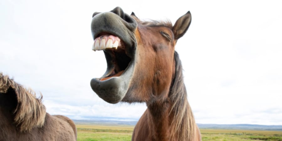 【研究】「面倒だから馬鹿っぽく振る舞ってた」馬の知能の驚くべき報告