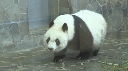 パンダ0頭になってしまった和歌山、すでに夏の宿泊予約が例年より減少ww