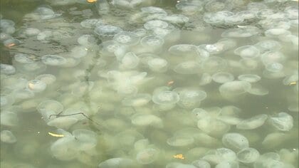 みなとみらい近くの河口でクラゲ大量発生