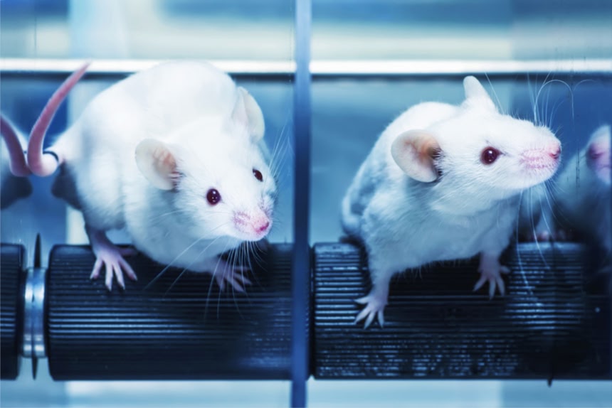 【定期】オス同士のマウスで子作り、出産に成功！ips細胞で