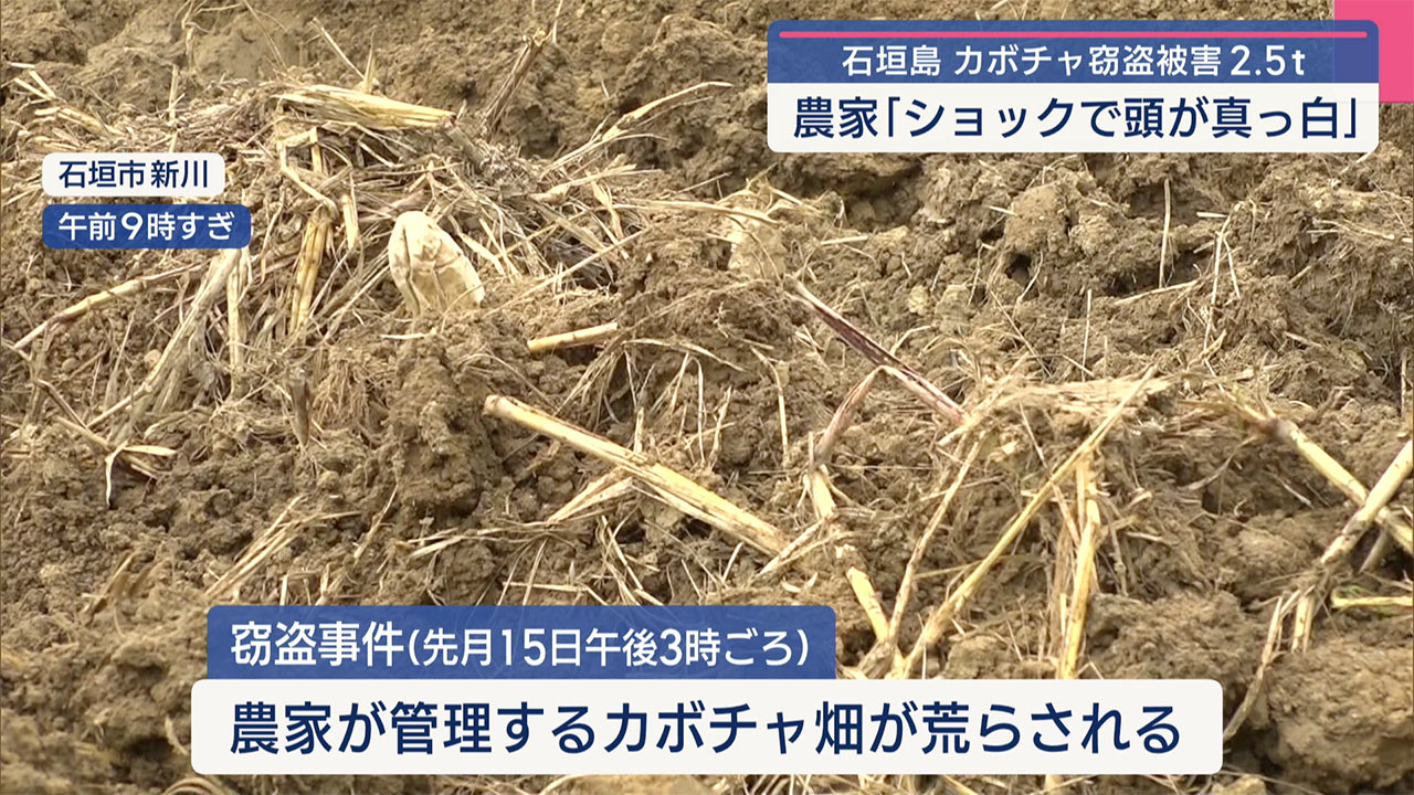 カボチャ2.5トン窃盗