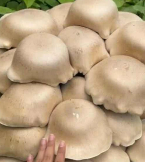 中国で巨大キノコ🍄‍🟫が大量発生（画像あり）