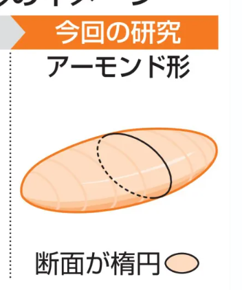 原子核の形、70年間間違えていた…ラグビーボール型(断面円形)ではなくアーモンド型(断面楕円)